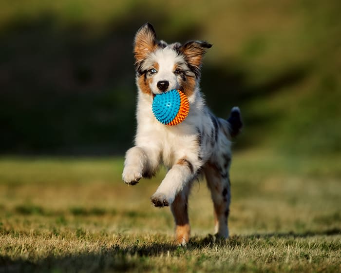 are neutered dogs happier