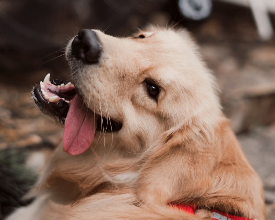 Pet shots in Concord